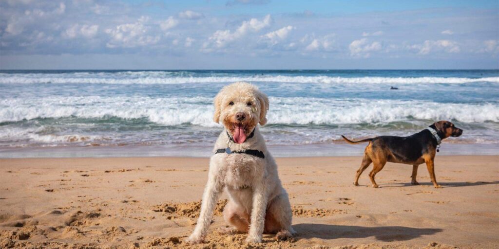 Best Dog Friendly Beaches