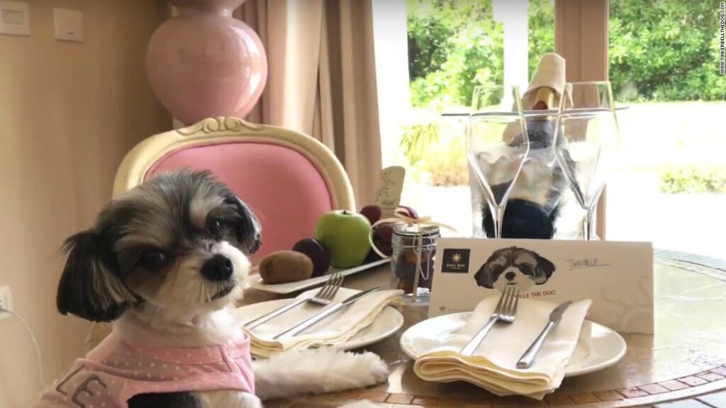 Best Dog Friendly Hotels in Sydney