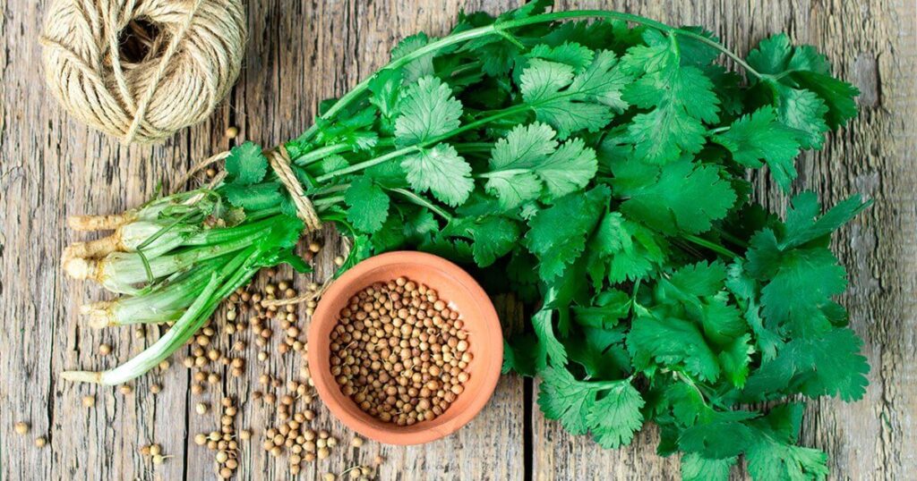 Health Benefits of Cilantro